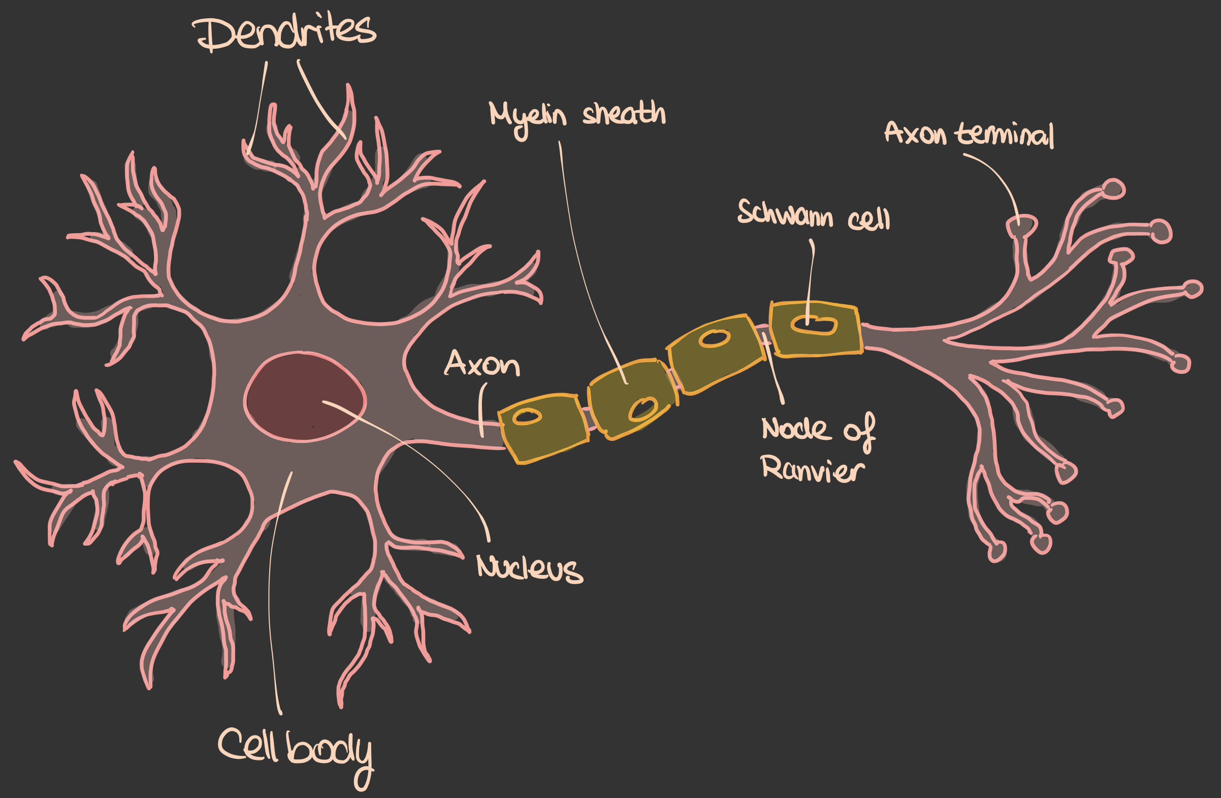 Biologisches Neuron — Dendrit, Axon, Myelinscheide, Zellkörper