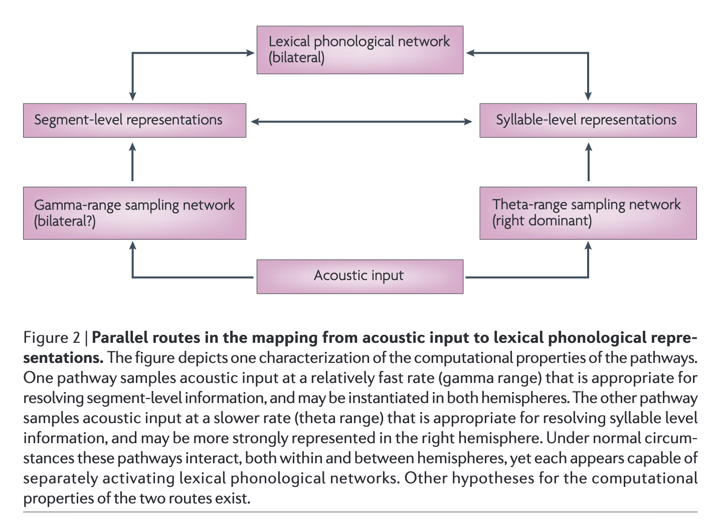 Parallel processing routes in auditory cortex — Hickok & Poeppel 2007