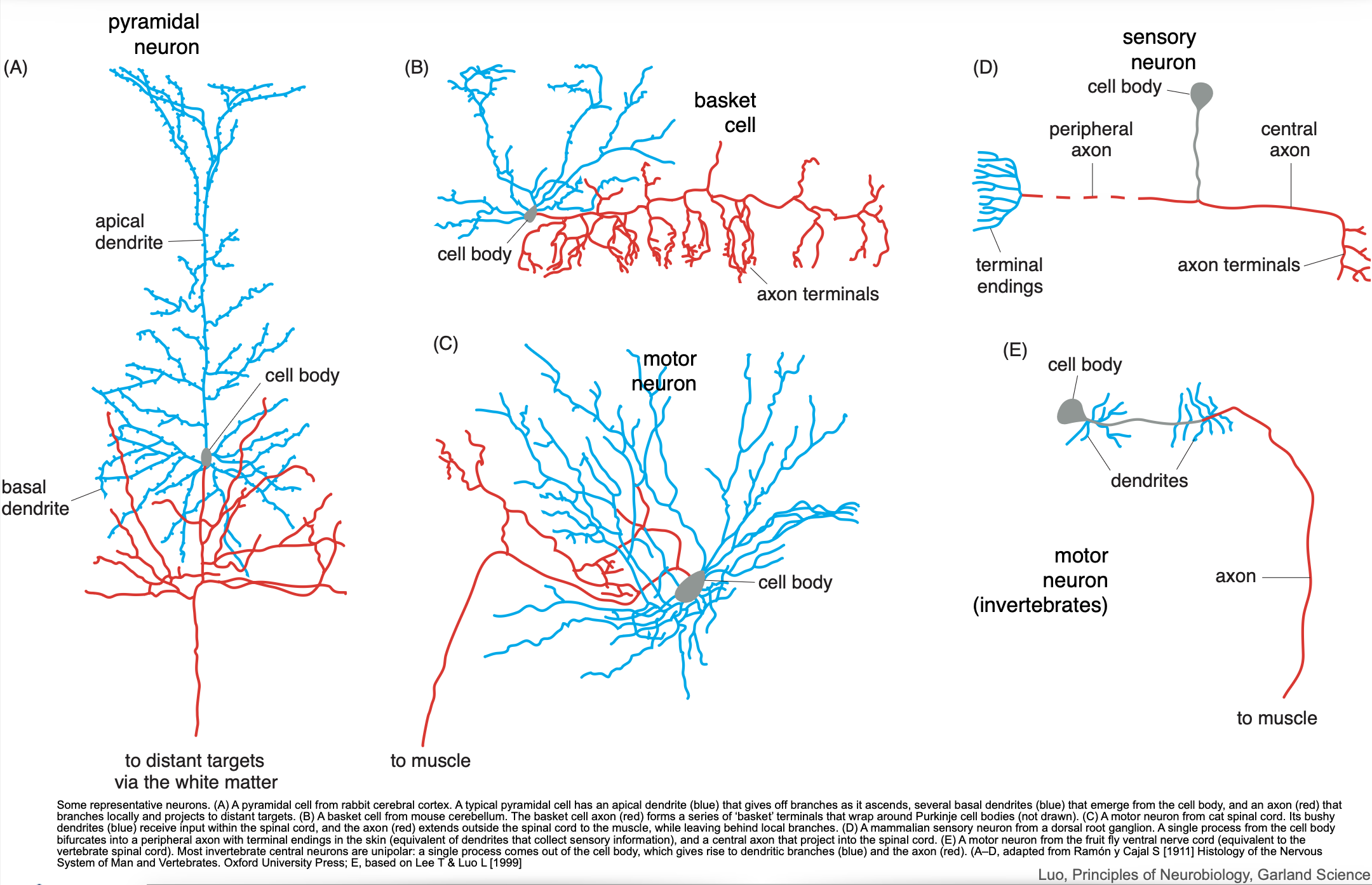 Verschiedene Typen von Neuronen und ihre Morphologien